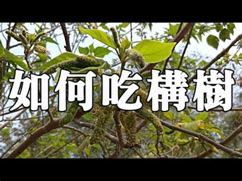 雜樹|構樹